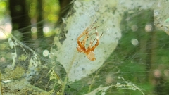 Araneus marmoreus