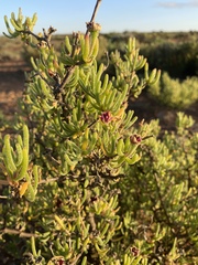 Drosanthemum deciduum