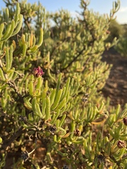 Drosanthemum deciduum