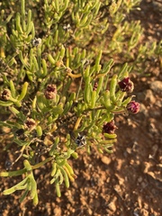 Drosanthemum deciduum