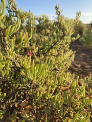 Drosanthemum deciduum