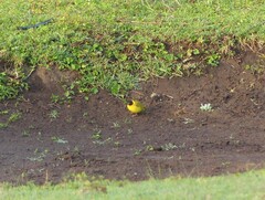 Ploceus bertrandi
