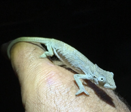 Setaro's Dwarf Chameleon