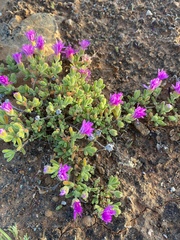 Drosanthemum oculatum