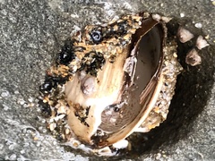 Zirfaea
