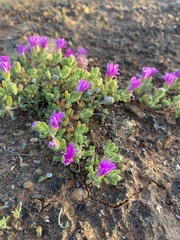 Drosanthemum oculatum