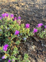Drosanthemum oculatum