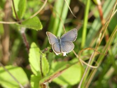 Zizeeria knysna