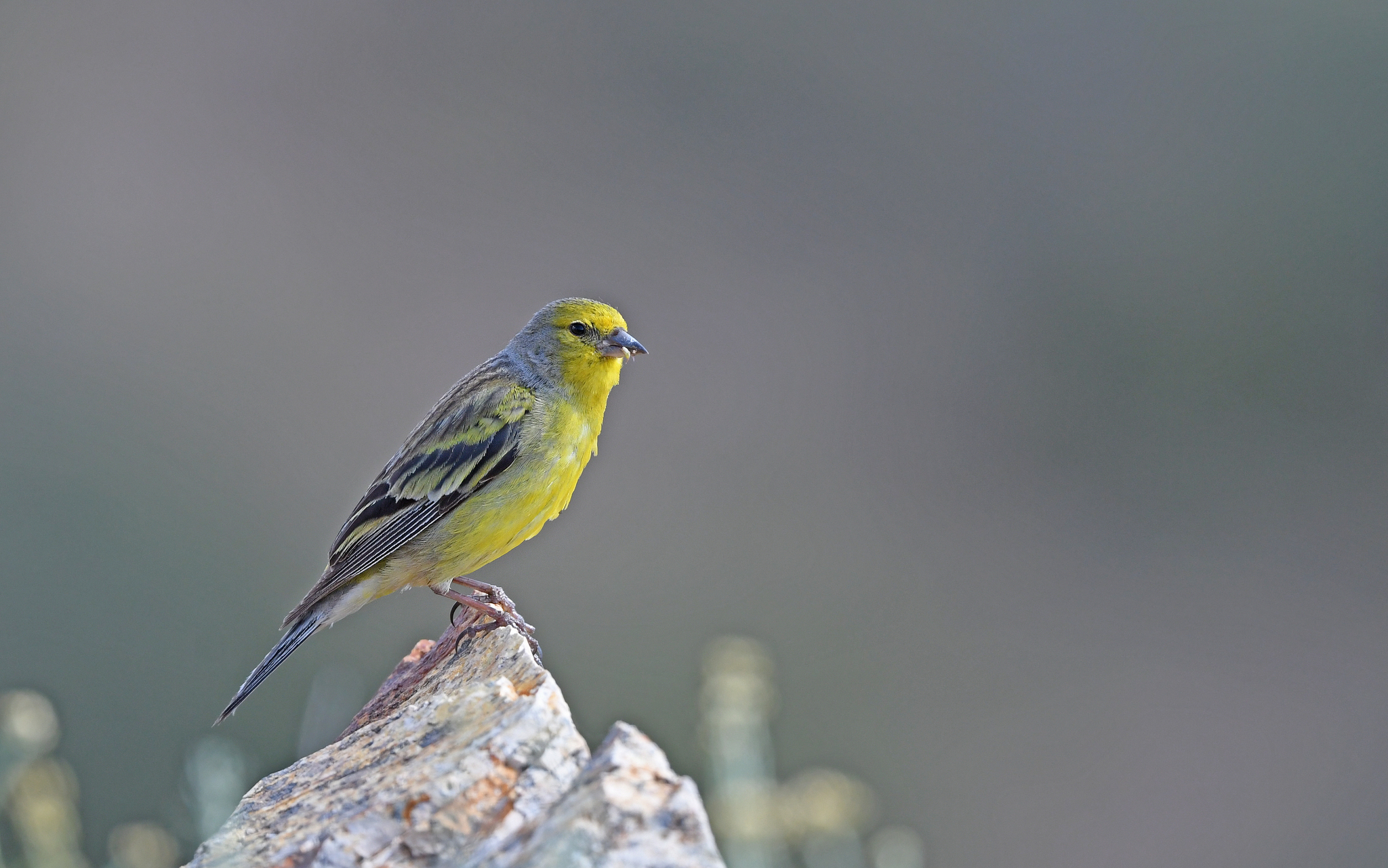 Corsican Finch (Carduelis corsicana)
