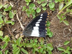 Charaxes druceanus