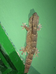 Tarentola senegambiae
