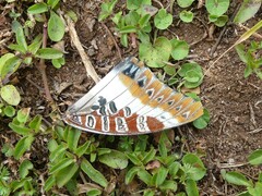Charaxes druceanus