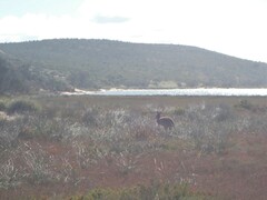 Osphranter robustus erubescens