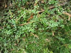 Galium palustre palustre