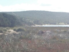 Osphranter robustus erubescens