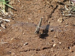 Brachythemis leucosticta