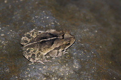 Incilius melanochlorus