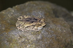Incilius melanochlorus