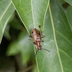 Cerogria quadrimaculata