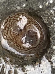 Zirfaea
