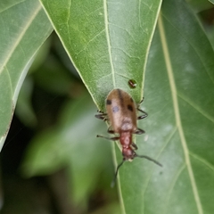 Cerogria quadrimaculata
