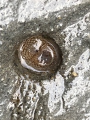 Zirfaea