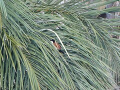 Centropus senegalensis