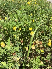 Trifolium aureum