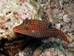 Canthigaster papua