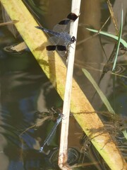 Brachythemis leucosticta