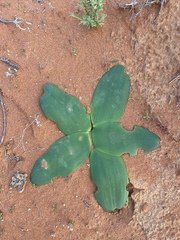 Brunsvigia orientalis
