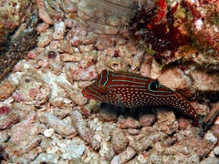 Canthigaster papua