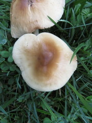Marasmius nigrodiscus