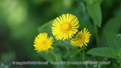 Inula japonica