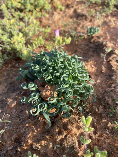 Gethyllis linearis