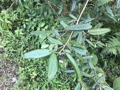 Elaeagnus glabra