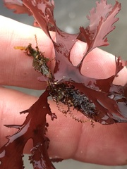 Callophyllis violacea