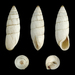 Brephulopsis cylindrica - Photo (c) H. Zell, algunos derechos reservados (CC BY-SA)