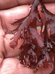 Callophyllis violacea