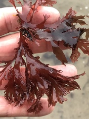 Callophyllis violacea