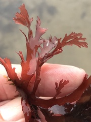 Callophyllis violacea