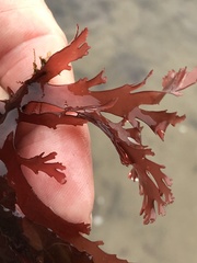 Callophyllis violacea