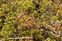 Lampranthus pauciflorus