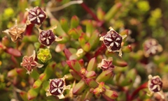 Lampranthus pauciflorus