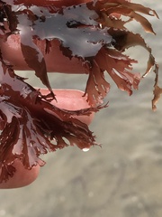 Callophyllis violacea