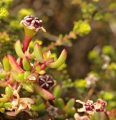 Lampranthus pauciflorus
