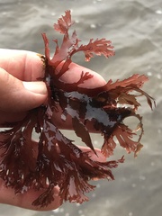 Callophyllis violacea