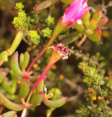 Lampranthus pauciflorus