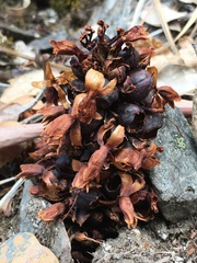 Kopsiopsis strobilacea