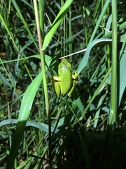 Hyperolius tuberilinguis